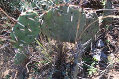 Opuntia azurea