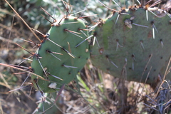 Opuntia azurea