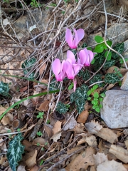 Cyclamen graecum