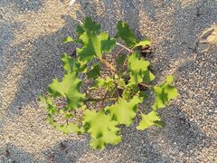 Xanthium orientale riparium