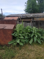 Verbascum densiflorum