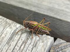 Gampsocleis sedakovii