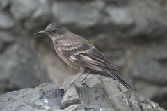 Cinclodes taczanowskii