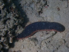 Holothuria edulis