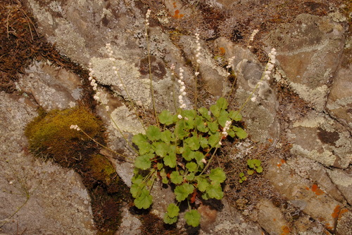 Front Range alumroot (Heuchera hallii)