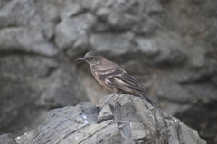 Cinclodes taczanowskii