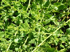 Patellifolia