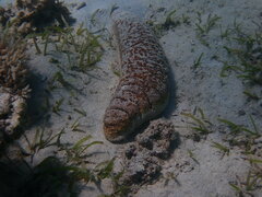 Holothuria fuscopunctata
