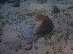 Holothuria fuscopunctata