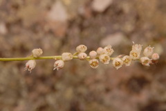Heuchera hallii