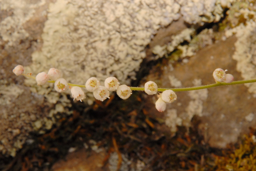 Heuchera hallii; photograph (c) Brian Finzel, some rights reserved (CC BY-SA)