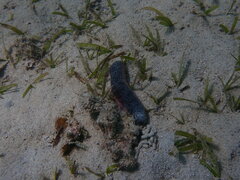 Holothuria edulis