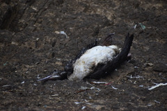 Leucocarbo bougainvillii