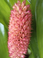 Aechmea cylindrata