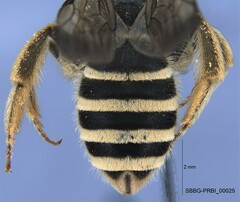 Halictus farinosus
