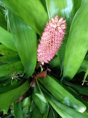 Aechmea cylindrata