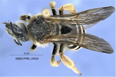 Halictus farinosus