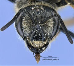 Halictus farinosus