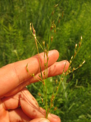 Juncus anthelatus