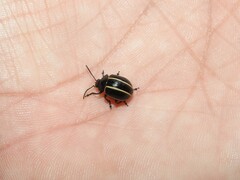 Desmogramma