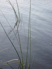 Juncus roemerianus