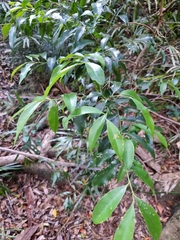 Cryptocarya meisneriana