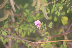 Tephrosia purpurea