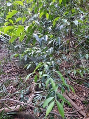 Cryptocarya meisneriana