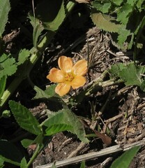 Modiolastrum malvifolium
