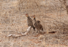 Pternistis leucoscepus