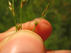 Juncus anthelatus