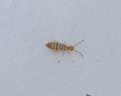 Entomobrya nigrocincta