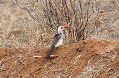 Tockus erythrorhynchus