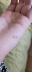 Insecta