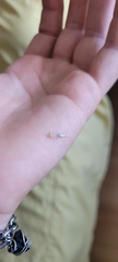 Insecta
