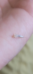 Insecta