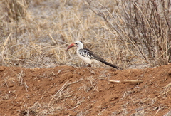 Tockus erythrorhynchus