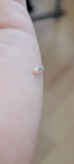 Insecta
