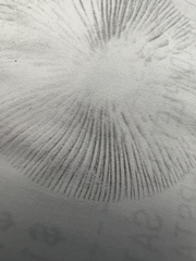 Psathyrella longipes