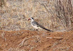 Tockus erythrorhynchus