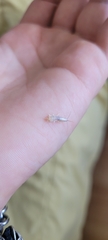 Insecta