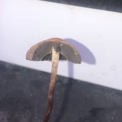 Panaeolus cinctulus