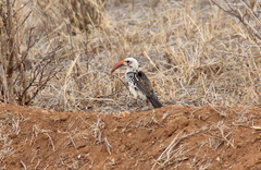 Tockus erythrorhynchus