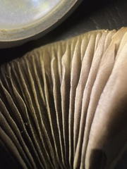 Psathyrella longipes