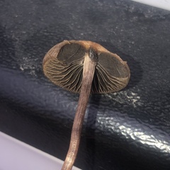 Panaeolus cinctulus