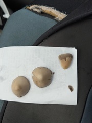 Psathyrella longipes