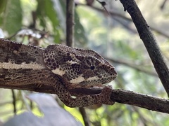 Calumma crypticum