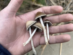 Psathyrella longipes