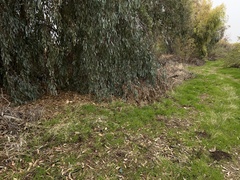 Psathyrella longipes