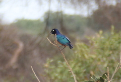 Lamprotornis superbus